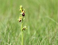 39_Ophrys araignee_